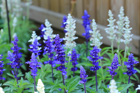 ブルー系や白の品種も(画像提供:Limesoda / PIXTA)