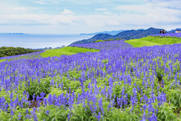 海とブルーサルビアの清涼感あふれる風景(画像提供:オフィスK / PIXTA)