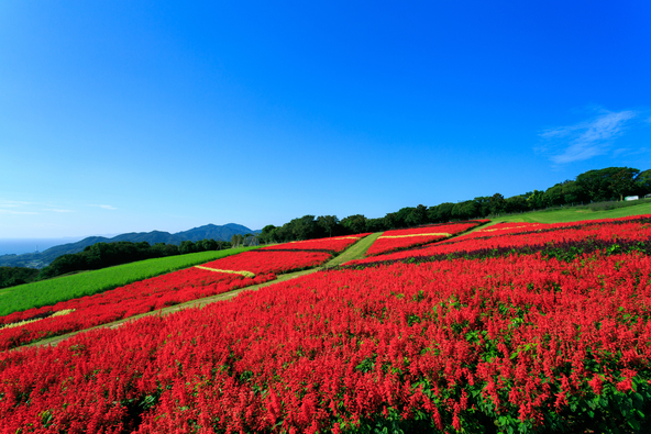 空の青と赤いサルビアの対比が見事!(画像提供:アクセル / PIXTA)