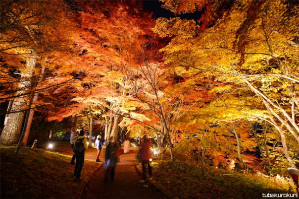 紅葉回廊のライトアップでは、幻想的な光の中を散策できます