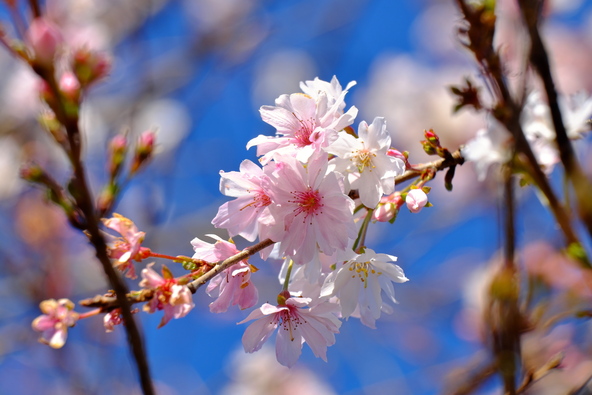 秋の十月桜は小さいものの、八重咲きのため華やかさがあります(画像提供:horiy / PIXTA)