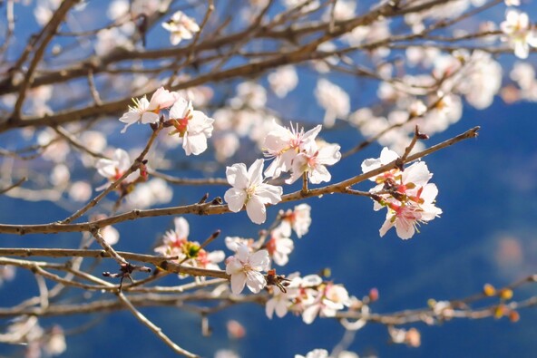品種としての「冬桜」は一重咲きで可憐な花です(画像提供:jyugem / PIXTA)