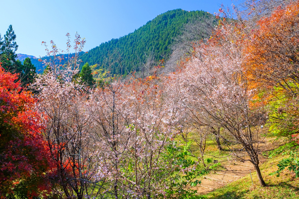 のどかな里山の風景に“冬桜”と紅葉が彩りを添えます(画像提供:tenjou / PIXTA)