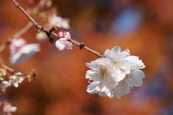 秋の見頃には、春とは異なる景色と出会えます(画像提供:lilas / PIXTA)※イメージ画像