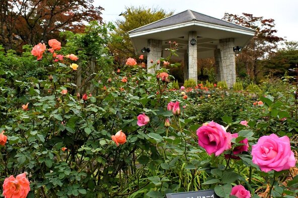 「箱根強羅公園」に咲く秋バラ
