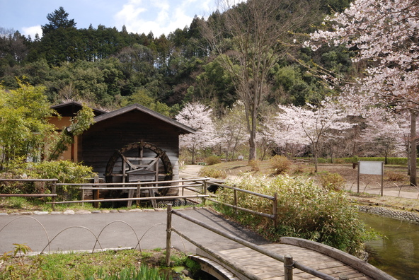 園内に咲く桜(画像提供:ジョー / PIXTA)※十月桜ではありません