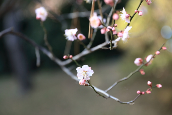 「皇居東御苑」に咲く十月桜(画像提供:toshi007 / PIXTA)
