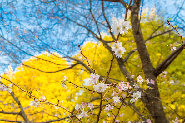 大イチョウを背景に咲く十月桜(画像提供:SEKIGUCCI / PIXTA)