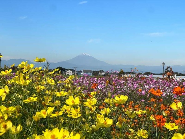 富士山を望む約50万本のコスモス畑