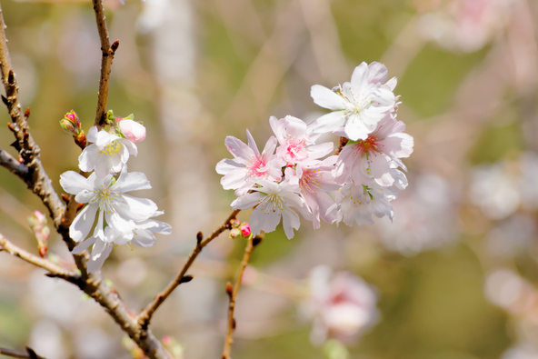 東京都北区「飛鳥山公園」で咲いていた秋の十月桜(画像提供:ジャバ / PIXTA)
