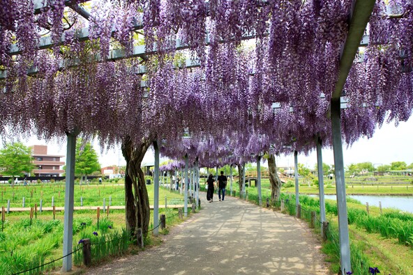 藤の花「幸せの道」