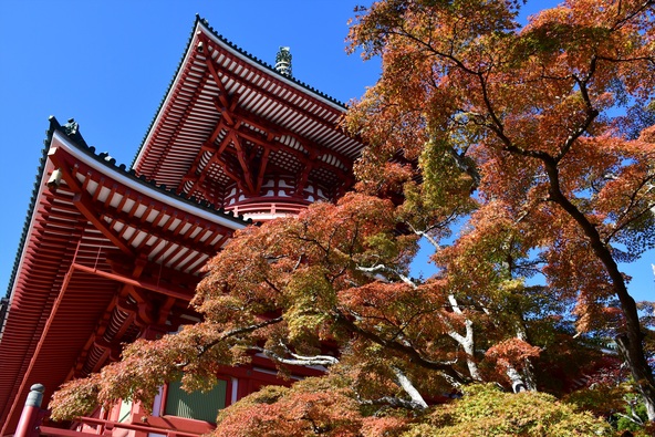 提供:成田市観光協会