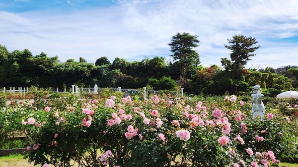 秋バラ625品種・2,900株が咲き誇る「ばら苑」を開放