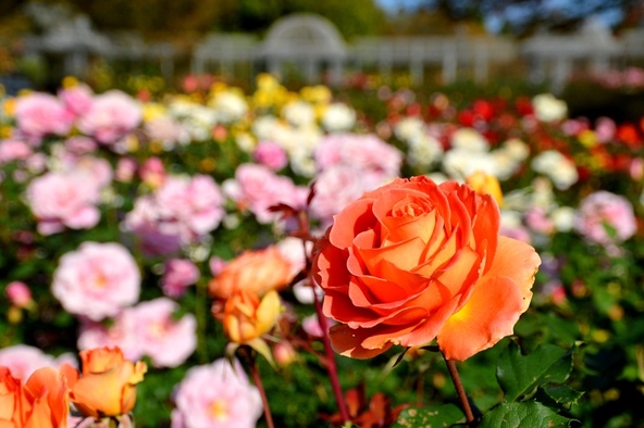 早咲きから遅咲きまでさまざまな品種を揃えているため、長い期間を通じてバラの花を鑑賞できます