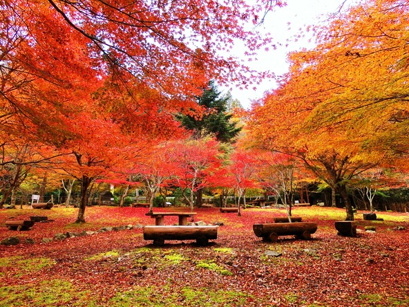 道の駅「天城越え」敷地内にある「昭和の森会館」中庭のモミジ林(画像提供:伊豆市産業振興協議会)