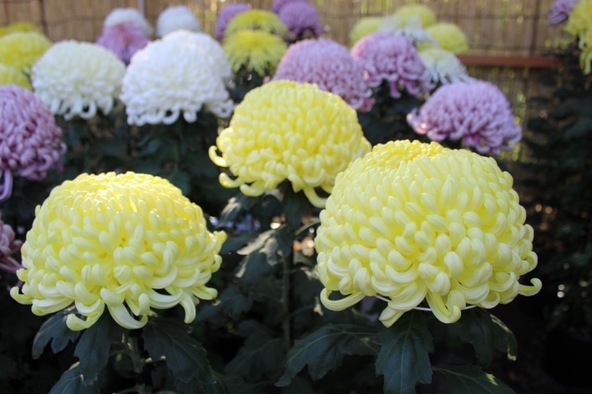 見応えのある菊の花(画像提供:三島市)