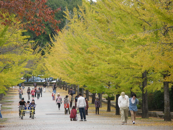 スカイロード(画像提供:秩父市)