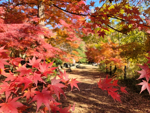 色鮮やかなモミジ(画像提供:一般社団法人嵐山町観光協会)