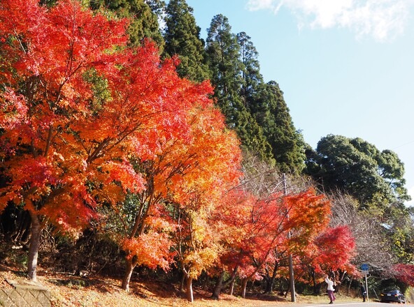 房総屈指の紅葉の名所(画像提供:富津市)