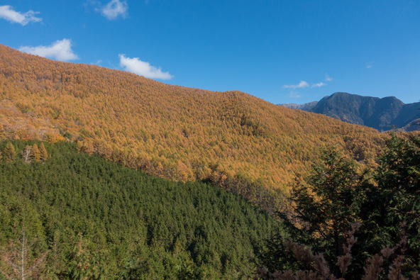 木々のグラデーションが美しい鳥倉林道からの景色(画像提供:大鹿村)