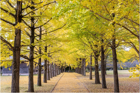 黄金のイチョウ並木