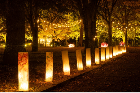 イチョウ並木を彩るライトアップ