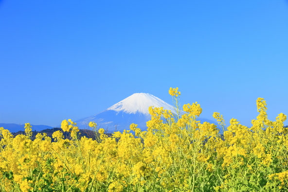 「吾妻山公園」の菜の花と富士山(画像提供:二宮町)