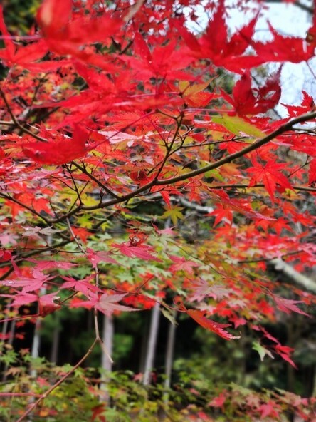 風に揺られる紅葉は思わず写真を撮りたくなるほどの美しさ!