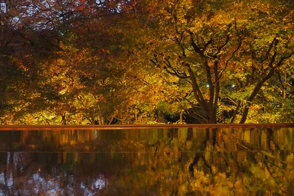 リフレクションもみじ