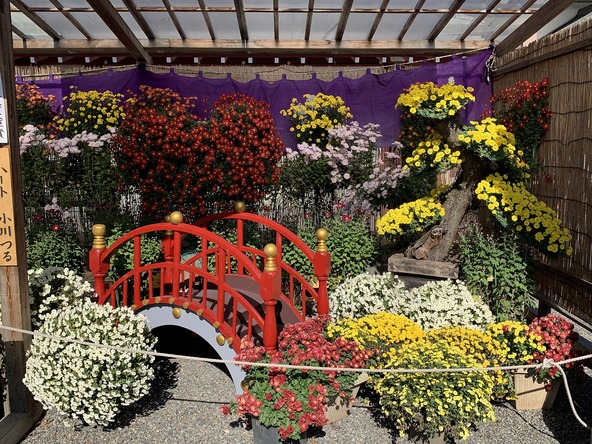 例年「亀戸天神菊まつり」では、境内にかかる太鼓橋をモチーフにした作品も展示されます