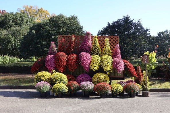 「神代植物公園」では60年以上続く「菊花大会」を開催!