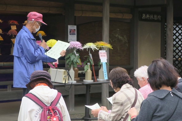 菊名人たちが栽培が難しい菊花のお手入れ法や観賞ポイントを伝授します