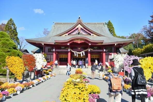 菊の花に彩られた「笠間稲荷神社」(画像提供:笠間市)