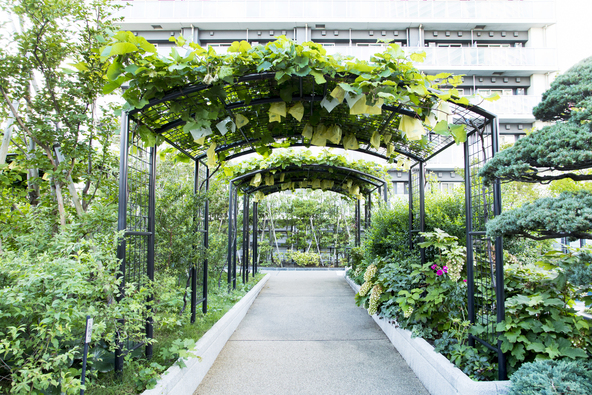 「目黒天空庭園・オーパス夢ひろば」ではワイン用のぶどう「マスカット・ベリーA」を栽培(画像提供:Photo_N / PIXTA)