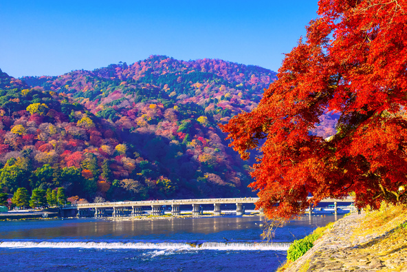 嵐山の紅葉と渡月橋(画像提供: shimanto / PIXTA)