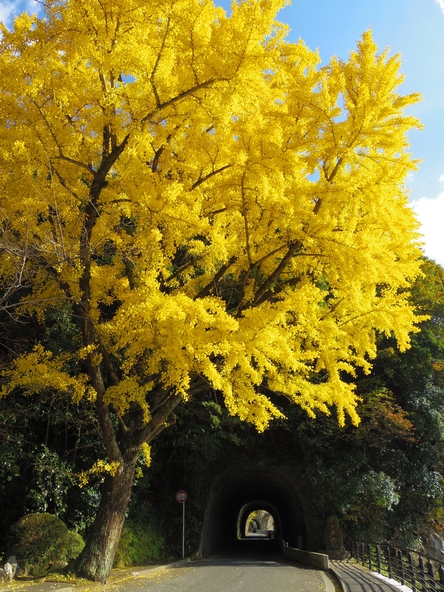 「青の洞門」の入り口付近にあるイチョウ