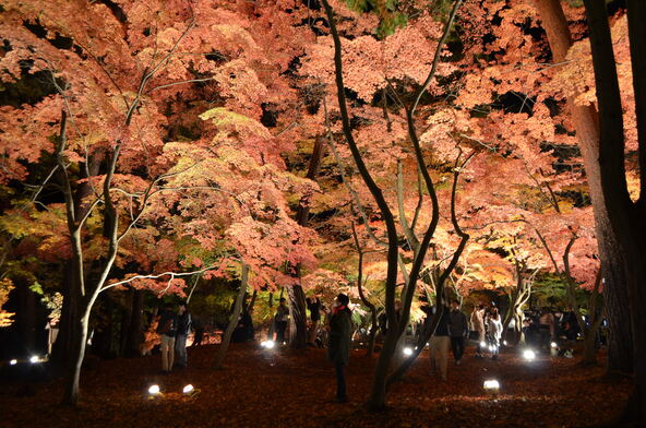 「月の石もみじ公園」のライトアップ