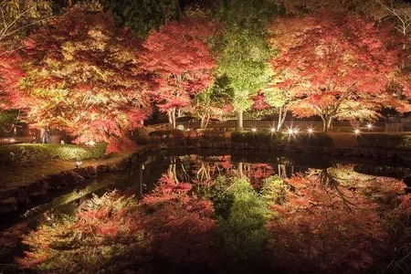 紅葉シーズンにしか見られない特別な光景