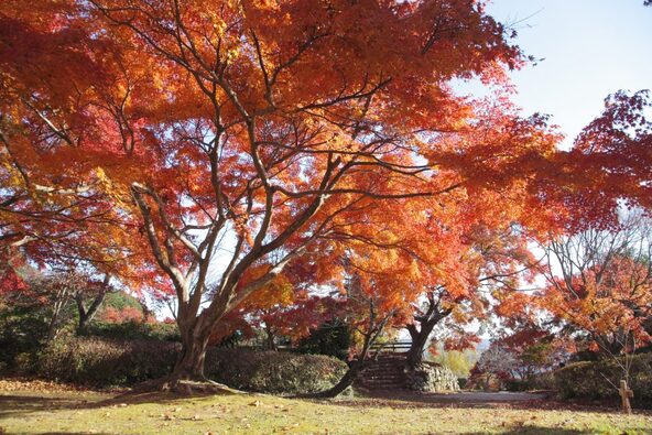 紅葉が見頃の時期の園内(画像提供:浜松・浜名湖ツーリズムビューロー)
