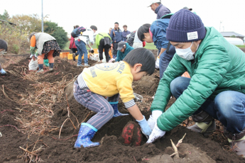 自分で掘ったサツマイモの味は格別!