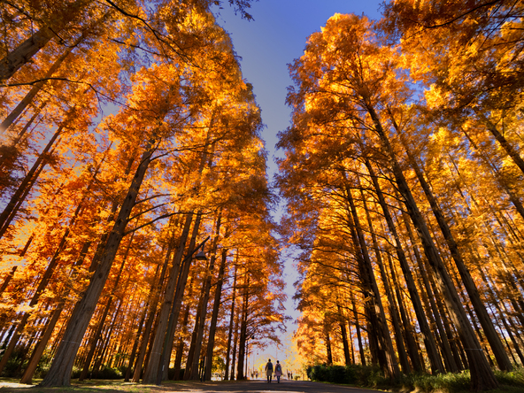 メタセコイヤの黄葉も有名です(画像提供:Ystudio / PIXTA)