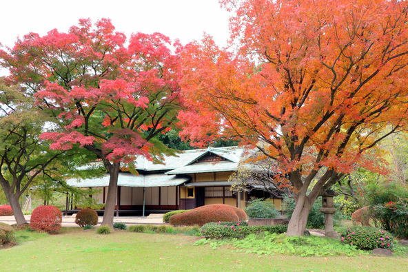 皇居東御苑・二の丸庭園「諏訪の茶屋」付近の紅葉(画像提供:hirorin / PIXTA)