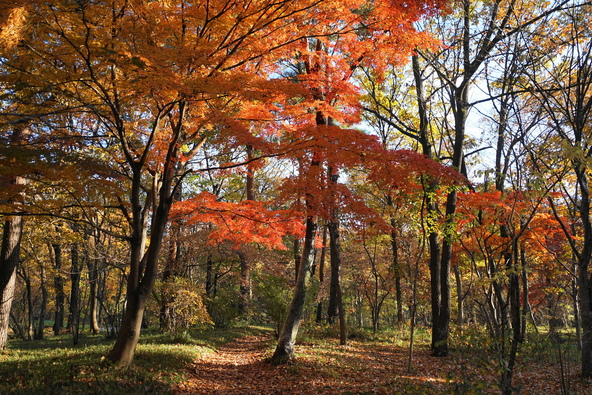 紅葉シーズンの「二の丸雑木林」(画像提供:i-flower / PIXTA)