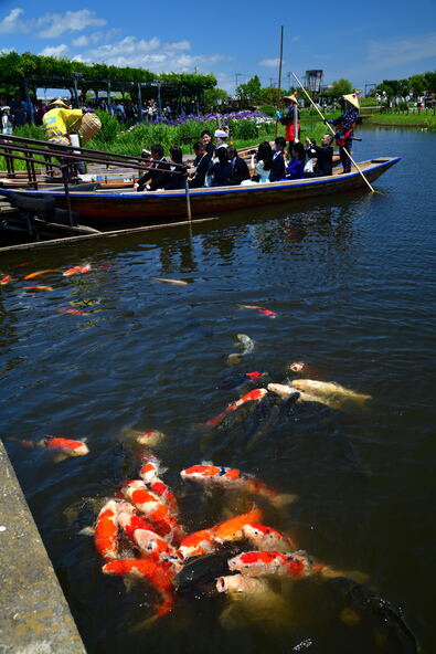 園内の水路を泳ぐ鯉