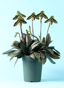 世界らん展2025 日本大賞花 Paph. wardii ‘Osumi’