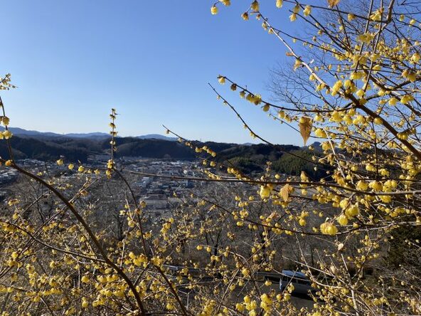 ロウバイ越しに町を一望できる、静かな観賞スポット