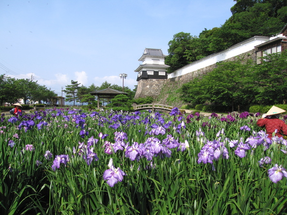 板敷櫓と花菖蒲(5月下旬~6月上旬)