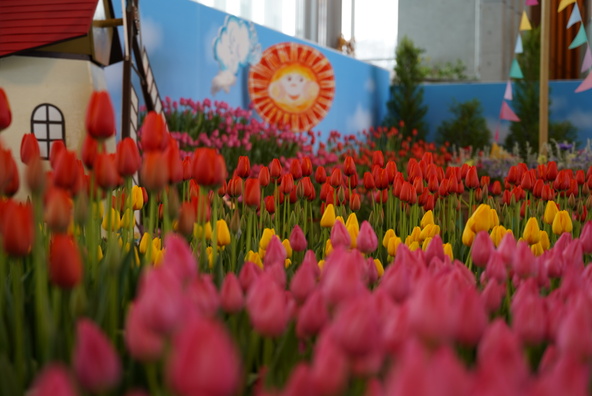 エリア全体がカラフルなチューリップ畑に!