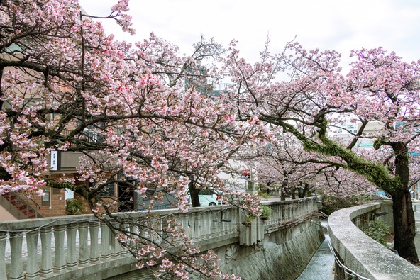 糸川遊歩道の「あたみ桜」