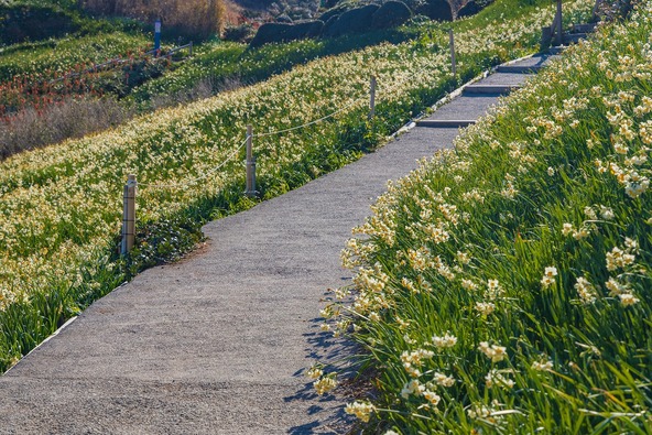 画像提供:下田市観光協会